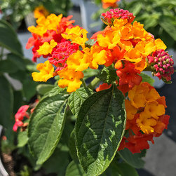 Current Featured Plants - Products