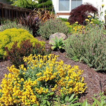 Coastal Mediterranean Deer-Resistant Garden