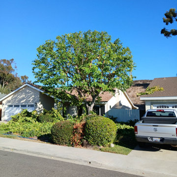 Tree Care