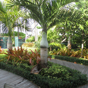 Palm Tree Catalog  (will have hundreds to view - work in progress)