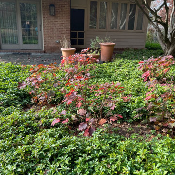 Native Plant Transformation of a HOA restricted landscape