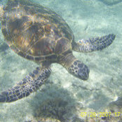 J Ks foto