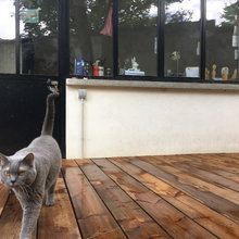 Cats of Houzz