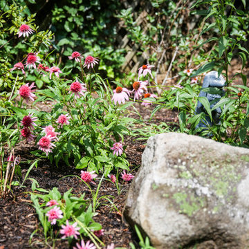 Coneflower
