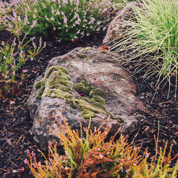 Moss Covered Boulder + Hardy Perennials