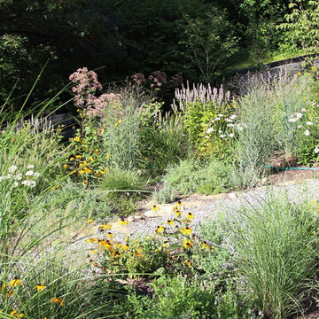 Rethinking the Front Lawn - Try a Native Perennial Garden Instead!