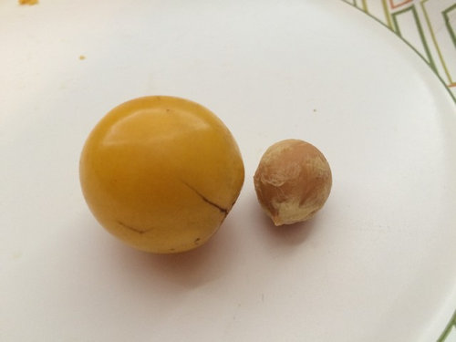 فاكهة صفراء صغيرة على شجرة بها أشواك