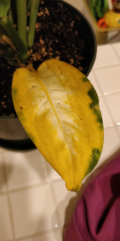 Dieffenbachia leaves turning yellow and black