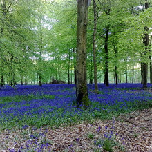 top-woods