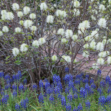 New England Garden