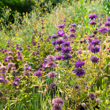 Native Wildflowers