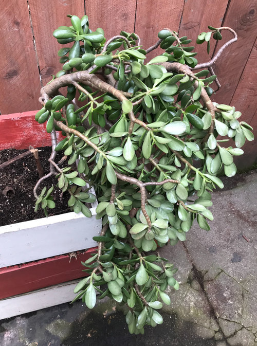 Need help for a badly drooping jade plant
