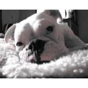 Ted Comptons foto