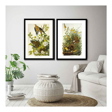 Audubon Bird Prints