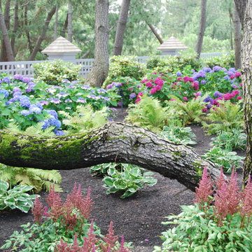 Black Pine and Hydrangea Plantings