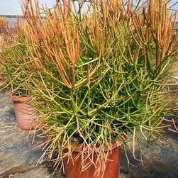 Gallery - Outdoor Pots And Planters