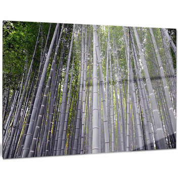 "Thick Bamboo Trunks in Japan" Forest Glossy Metal Wall Art, 28"x12"