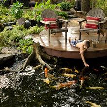 Koi