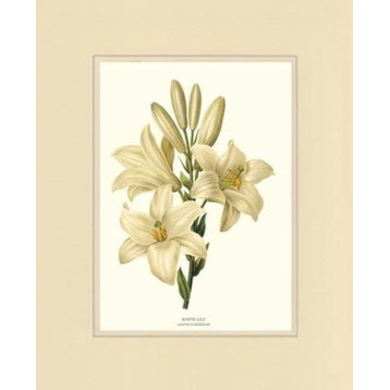 Vintage Botanical Flower Art Print: White Lilly