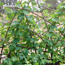 Custom Redwood Trellises - Outdoor Products