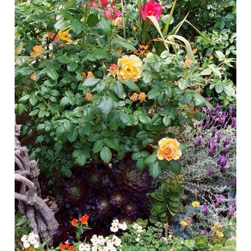Morton Glen ~ Escondido