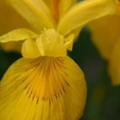 Deborrah Ramthun's photo