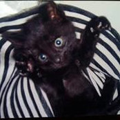 Jennifer Lauricella's photo