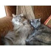 Sondra Shapiro's photo