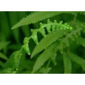 Roger Gorman's photo