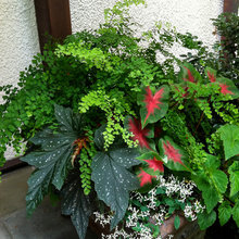 container flowers