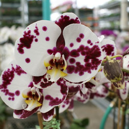 orchids - Decorative Accents