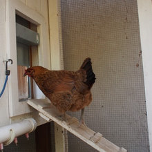 Chickens