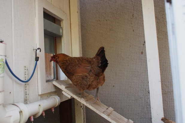 She Built a Chicken Coop and Was Surprised by What 