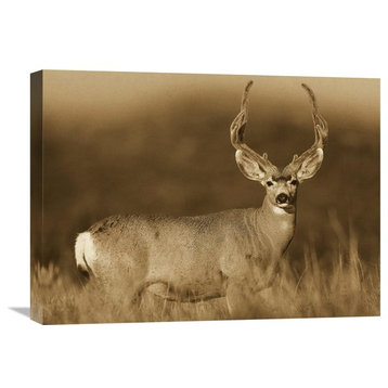 "Mule Deer Male In Dry Grass, North America - Sepia" Artwork, 24" x 18"