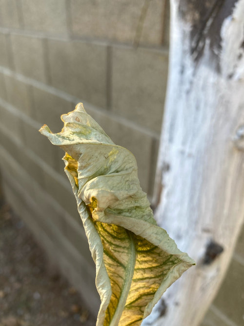 Mature lemon tree dead in weeks