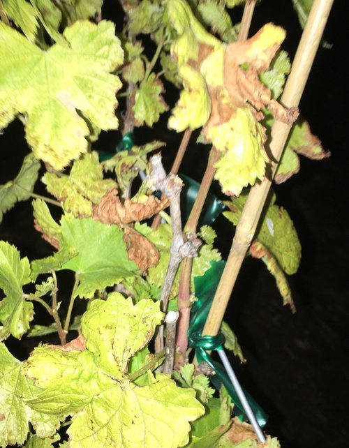 Why Grape Plant Leaves Turning Brown at Benjamin Fludd blog