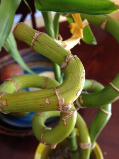 Lucky bamboo newbie in need of help! | Houzz Forum