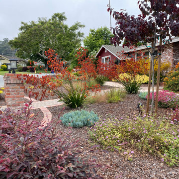 Santa Cruz lawn replacement