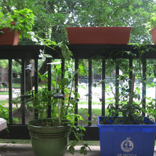 Garden Plot
