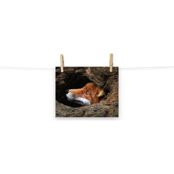 Red Fox Face in Stump Of Tree Wildlife Nature Photograph Loose Wall Art Print, 8" X 10"