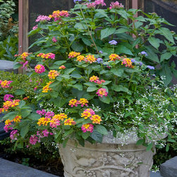 Glencoe Residence - Outdoor Pots And Planters