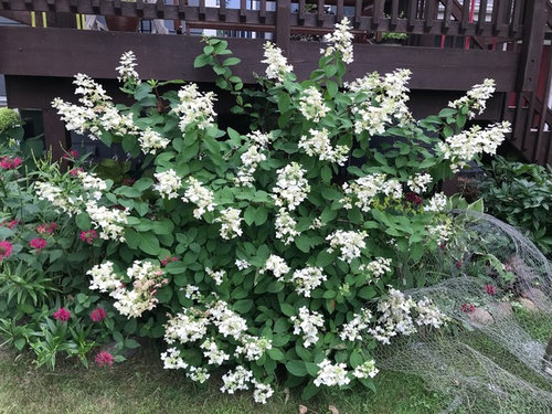 hydrangea ID