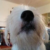 Roger Dodger's photo