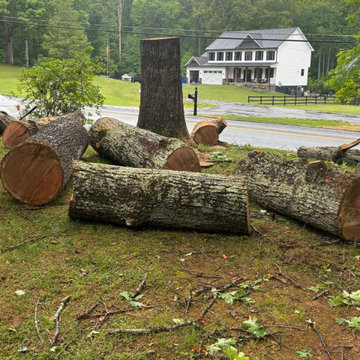 Tree Removal and Property Clearing Project