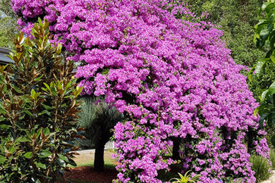 This is an example of a traditional garden in Brisbane.