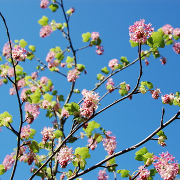 Ribes sanguineum