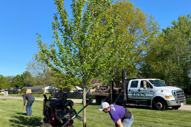 Chicago Region Trees Initiative Tree Planting- Autumn Blaze Maple