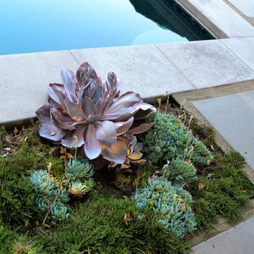 Geometry Overgrown: a Modern Pool & Landscape