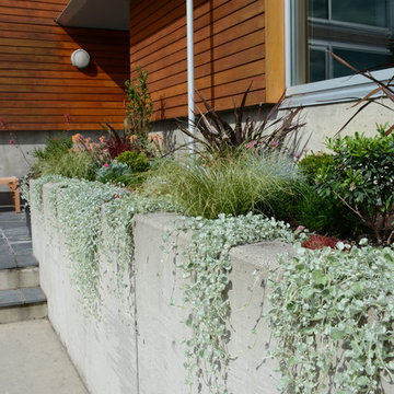 Contemporary Seaside Garden