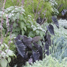 backyard old